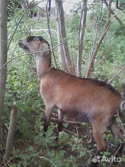 Коза нубийка