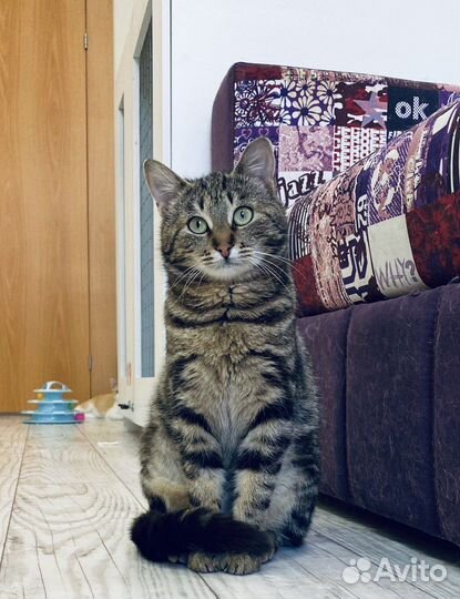 Кошка с сердечком на груди