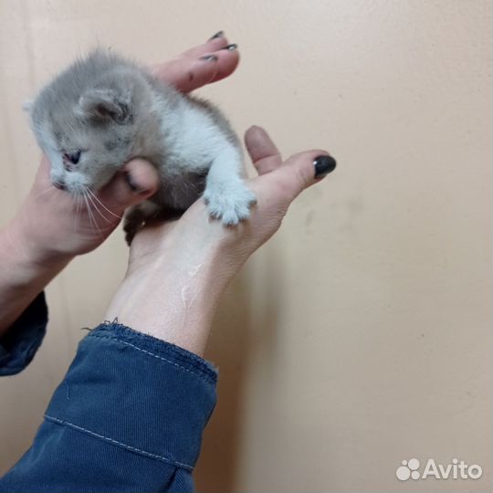 Кошки в добрые руки бесплатно