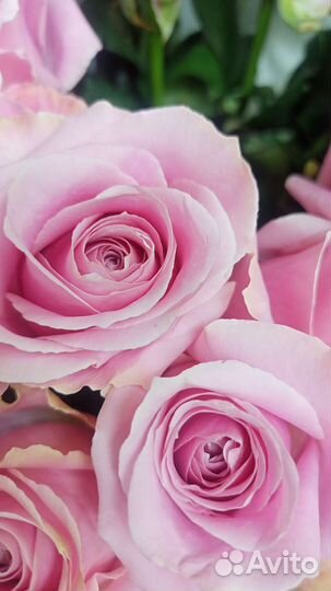 Свежая роза 60 см