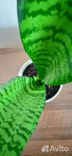 Сансевиерия зейланика