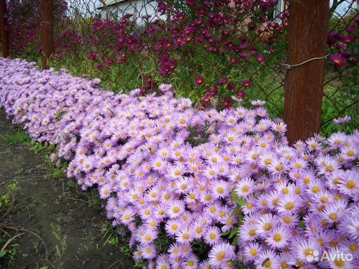 Сентябрин - виргинская Астра - очарование осени