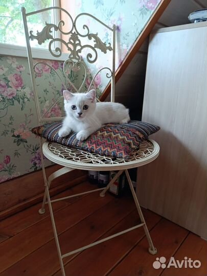 Британский котенок. серебристая шиншилла