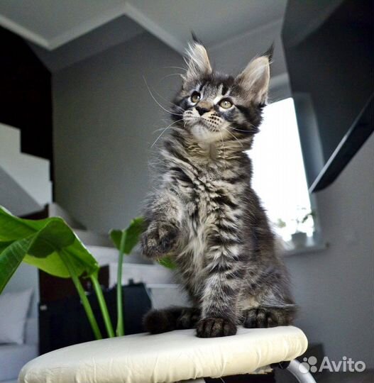 Котята мейн-кун