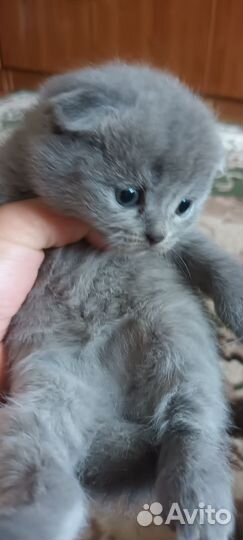 Британская