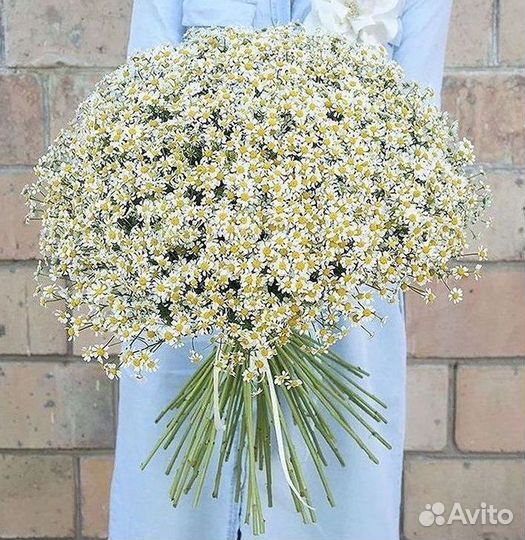 Цветы ромашки. Букеты ромашек. Цветы доставка