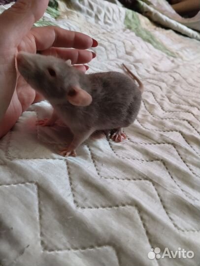 Крыса дамбо