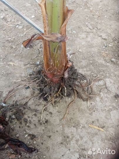 Саженцы банановой пальмы