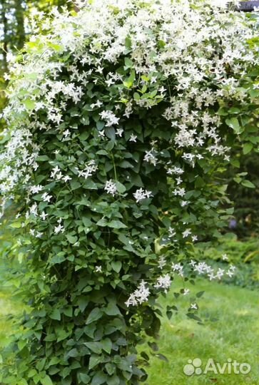 Клематис Ломонос белый (мелкоцветковый)