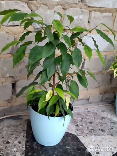 Фикус Бенджамина Анастасия