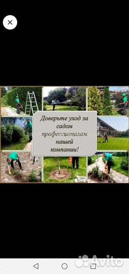 Продажа берёзы