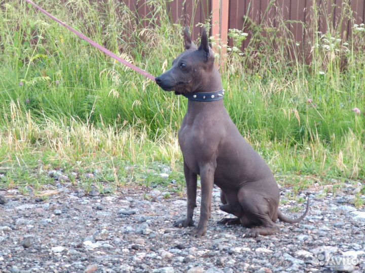 Американский Голый Терьер