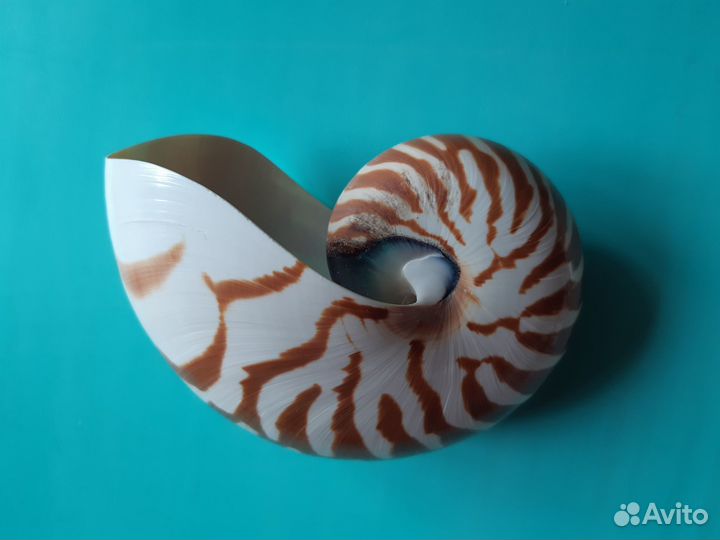 Наутилус Помпилиус Морская раковина 13см юва