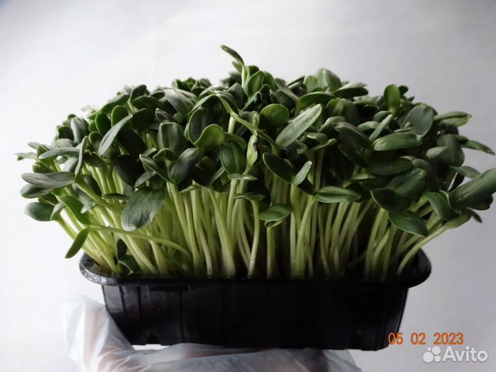 Микрозелень на заказ