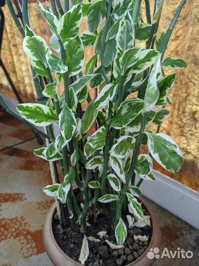 Ростки педилантуса