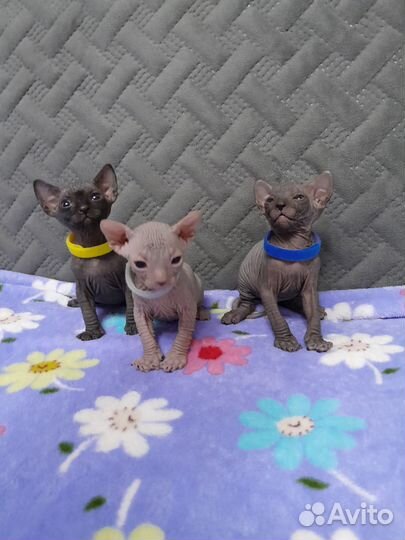 Канадский сфинкс