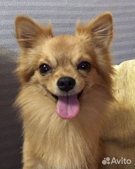 Вязка чихуахуа