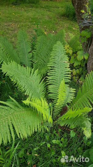Папоротник садовый