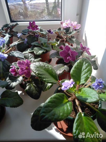 Бегония, фиалки