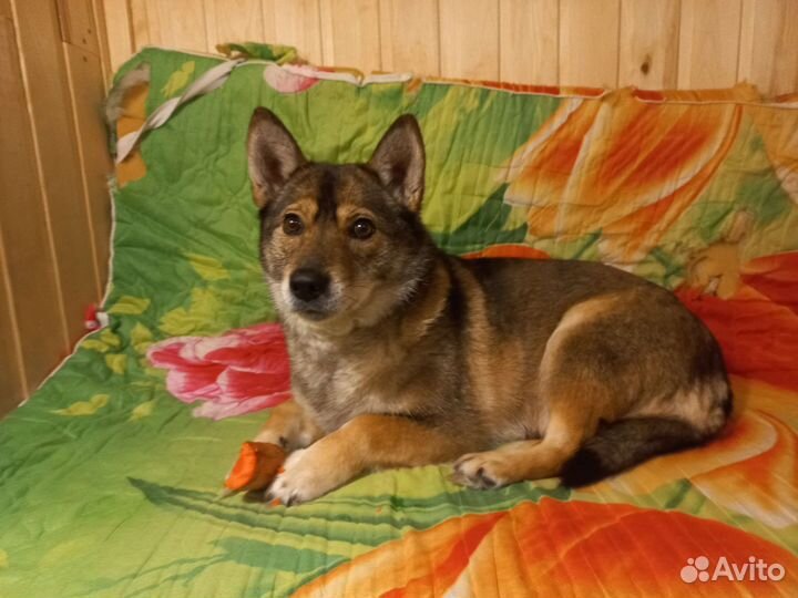 Коротколапик