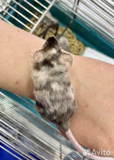 Декоративные и сатиновые мышки