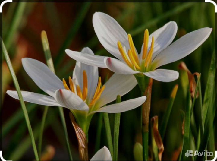 Зефирантес белый