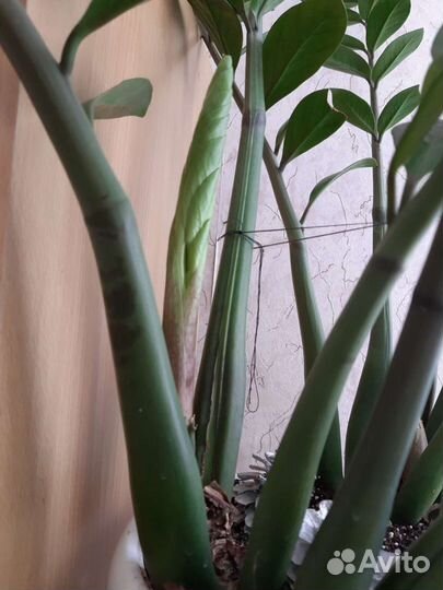 Замиокулькас