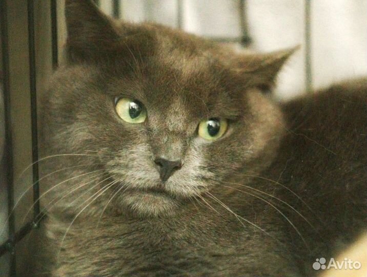 Серый зеленоглазый котик