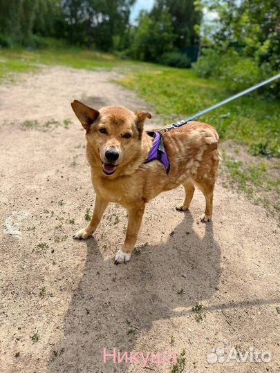 Собака в добрые руки отдам бесплатно