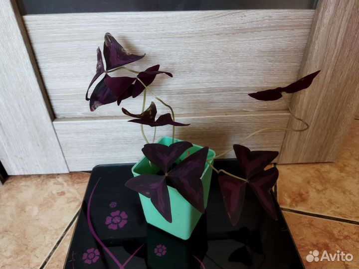 Кислица (оксалис)