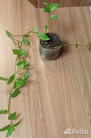 Комнатные растения цветы