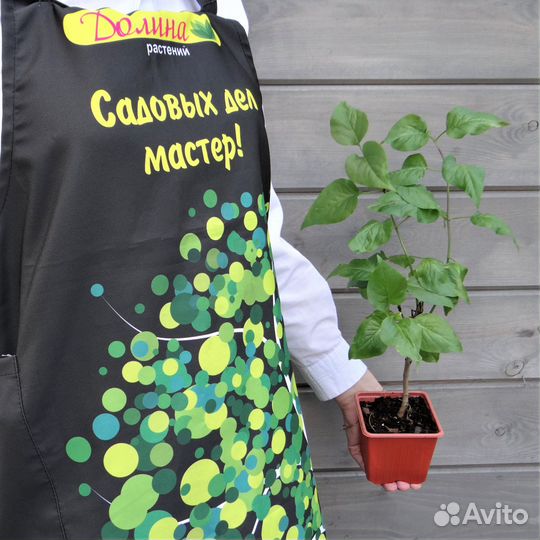 Сирень обыкновенная Президент Греви (1 саженец)