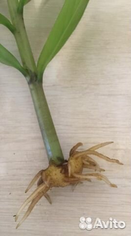 Замиокулькас (Долларовое дерево) отростки