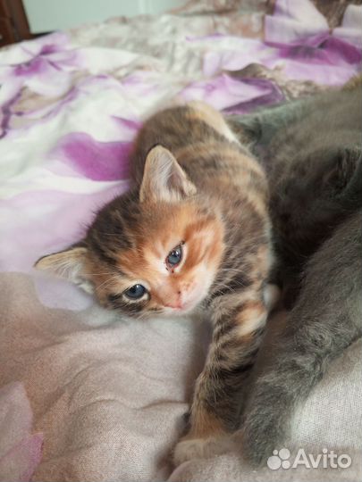 Кошка