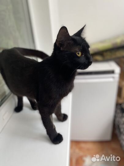 Черная Ноча