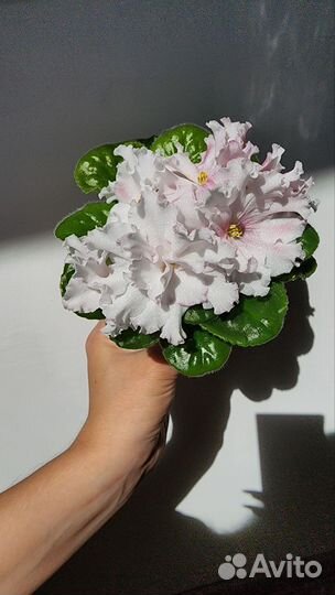 Фиалки сортовые