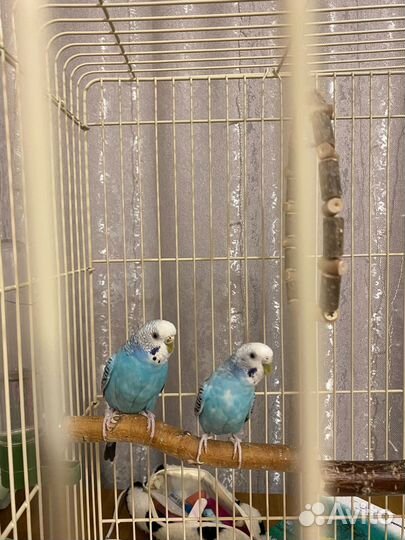 2 Попугая