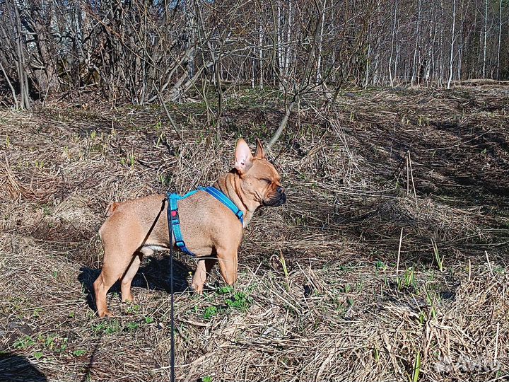 Продам кобеля