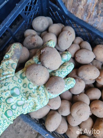 Мелкий картофель