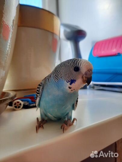 Птенцы волнистый попугай