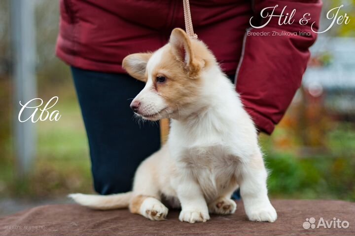 Собака для души