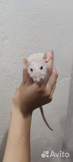 Декоративные крысы Дамбо