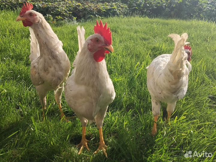 Петухи молодые породистые