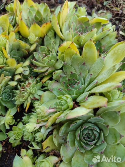 Фикус бенджамина, молодило