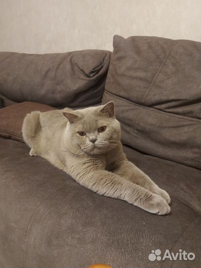 Шотландский кот