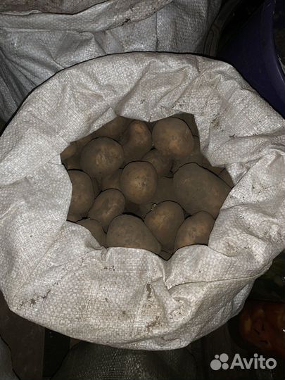 Картофель едовой