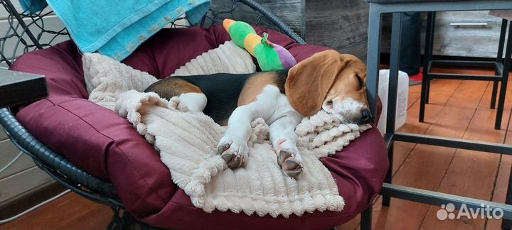 Продаем щенка