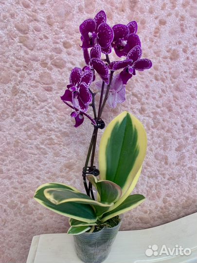 Орхидея Cnia E Yenlin