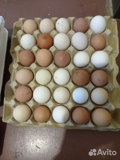 Домашние куриные яйца