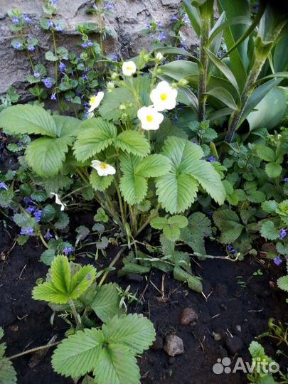 Земляника лесная рассада